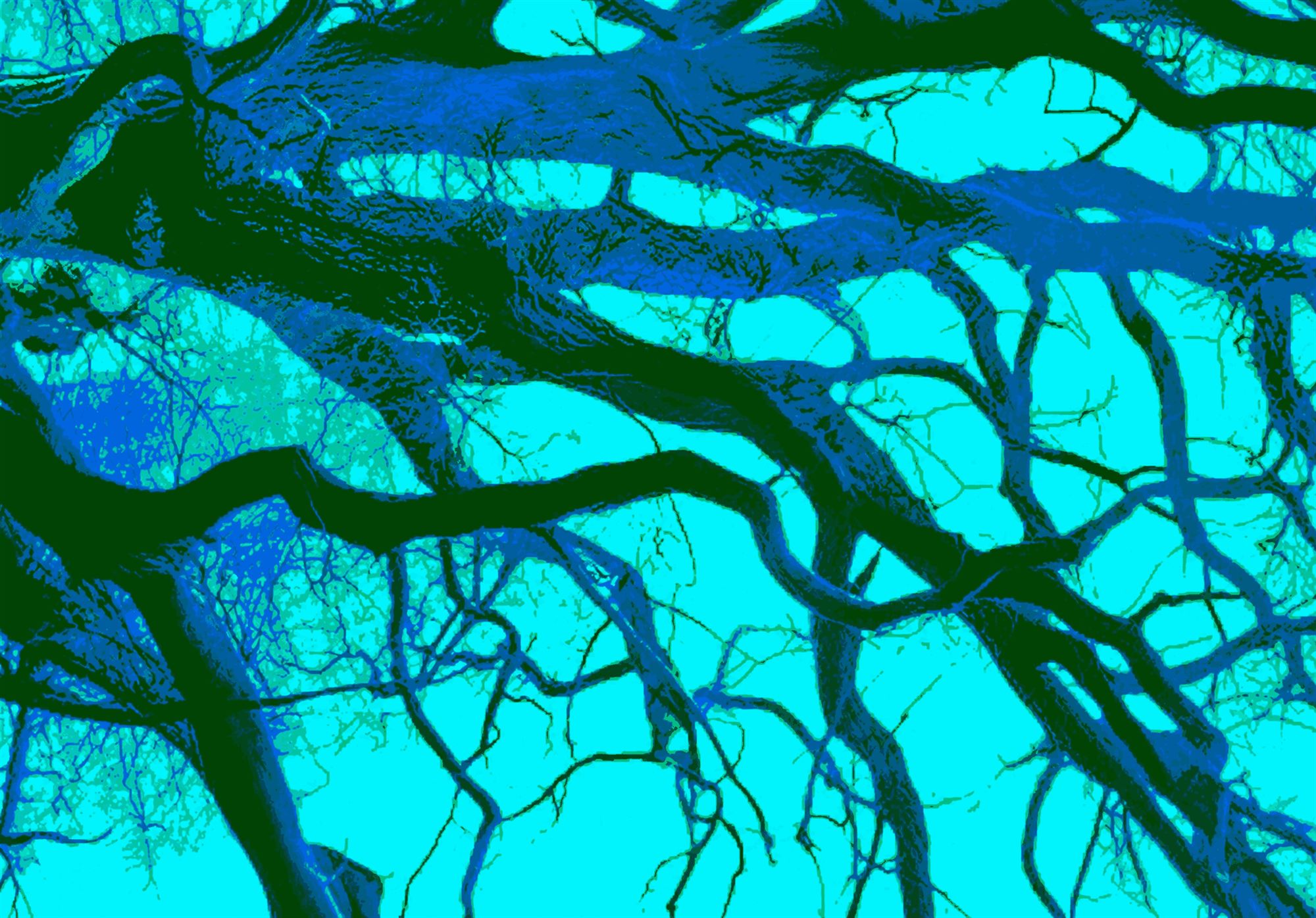 Mycorrhiza serisinden turkuaz gökyüzüne karşı iç içe geçmiş ağaç dalları
